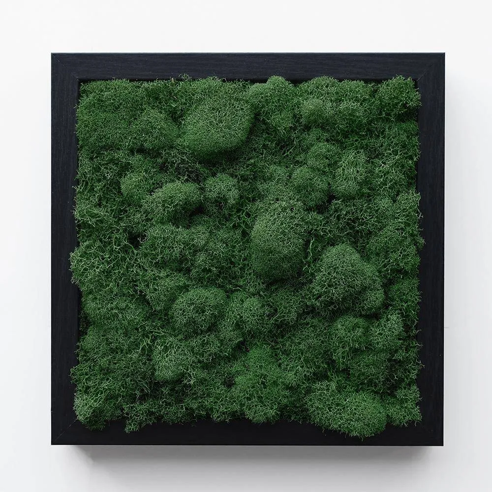 Preserved Reindeer Moss Wall Art