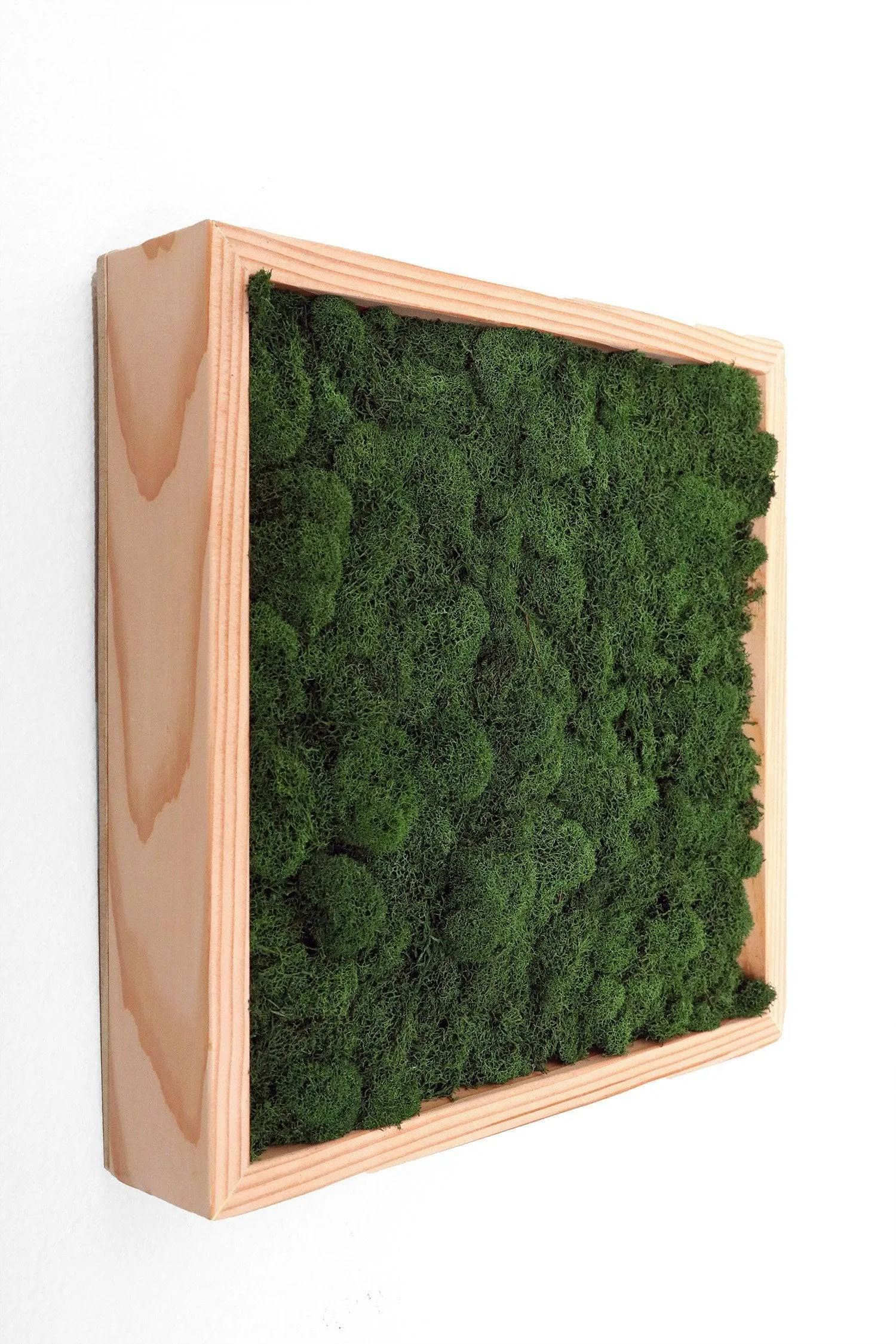 Preserved Reindeer Moss Wall Art