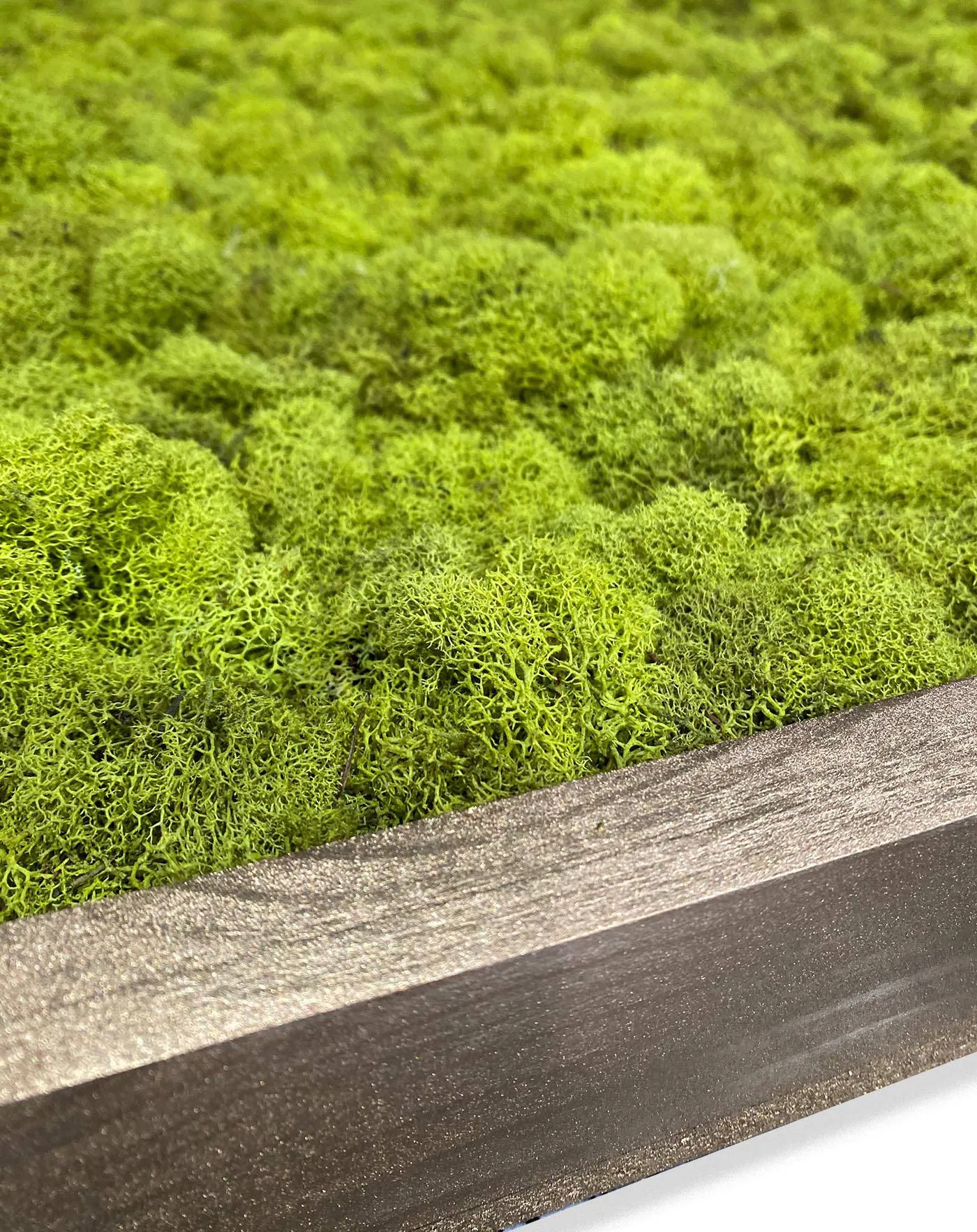 Preserved Reindeer Moss Wall Art