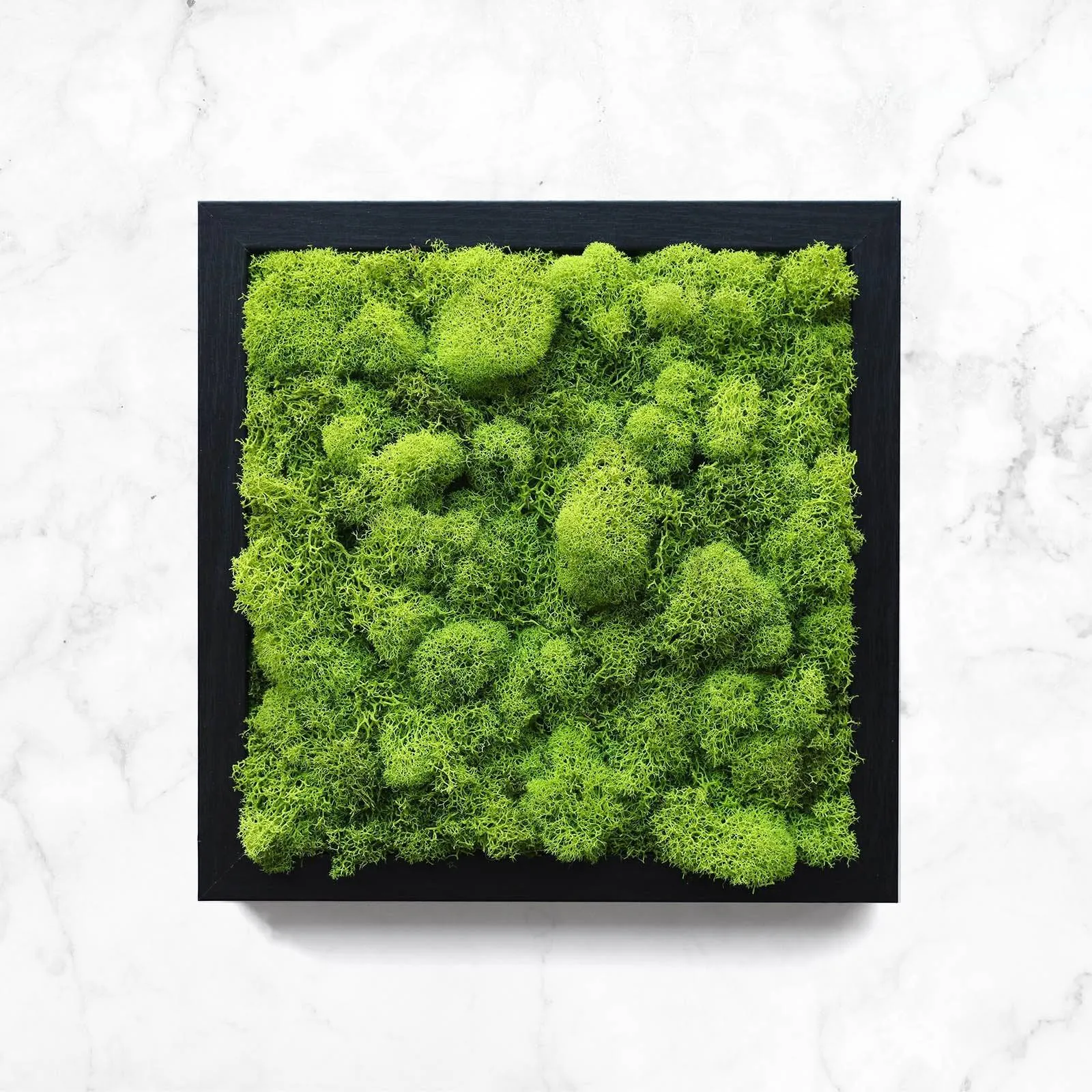 Preserved Reindeer Moss Wall Art