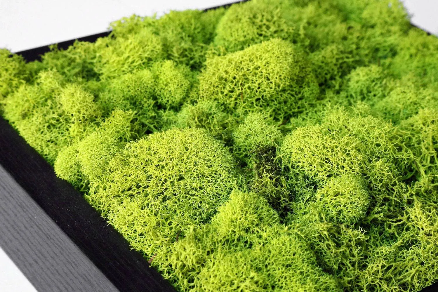 Preserved Reindeer Moss Wall Art